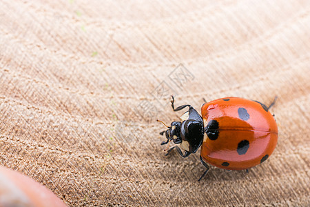 美丽的红母虫在一块木头上行走昆虫荒野宏观季节甲虫红色生物学生活漏洞瓢虫图片