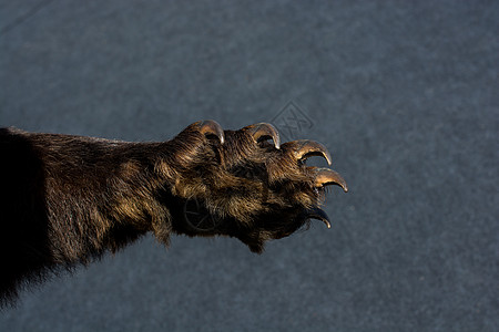 黑熊爪 有锋利的爪子动物园毛皮力量头发野生动物危险荒野棕色哺乳动物脚印图片