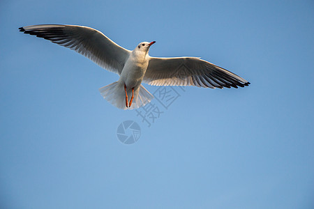 单海鸥在天空中飞翔鸟类飞行荒野蓝色羽毛自由野生动物动物翅膀航班图片