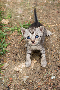 小可爱灰小猫在地上展示猫咪猫科宠物虎斑灰色小猫婴儿毛皮动物土壤图片