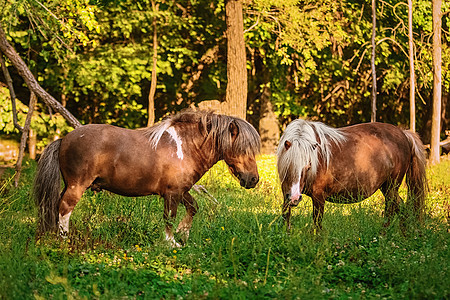 两匹小马在牧场上动物动物群草地哺乳动物蹄类奇趾脊椎动物农场鬃毛主题图片