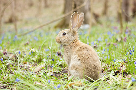 春天在一片开花的草原上的野兔 复活节兔子草地空地阳光哺乳动物动物群毛皮宠物婴儿植物野生动物图片