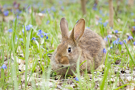 春天在一片开花的草原上的野兔 复活节兔子耳朵野生动物毛皮荒野宠物婴儿植物哺乳动物花园空地图片
