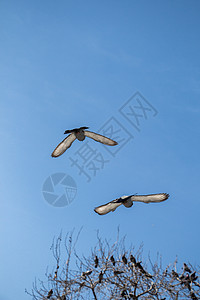 双鸽在空中飞翔动物城市岩石自由照片白色荒野羽毛翅膀灰色图片