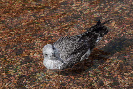 浅水中的单海鸥飞行蓝色羽毛航班照片池塘自由翅膀荒野野生动物图片