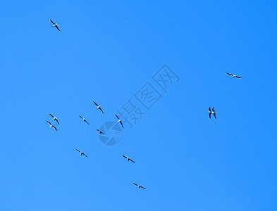 桑威奇泰恩鸟迁移到沃州移民迁徙蓝色环境鸟群团体自由运动鸟类太阳图片
