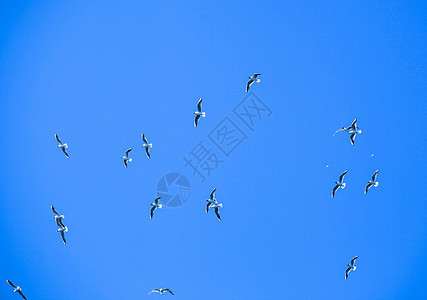 桑威奇泰恩鸟迁移到沃州动物移民荒野运动鸟类太阳蓝色迁徙野生动物旅行图片