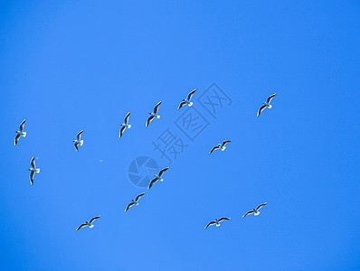 桑威奇泰恩鸟迁移到沃州旅行团体荒野迁徙鸟群野生动物环境太阳自由航班图片