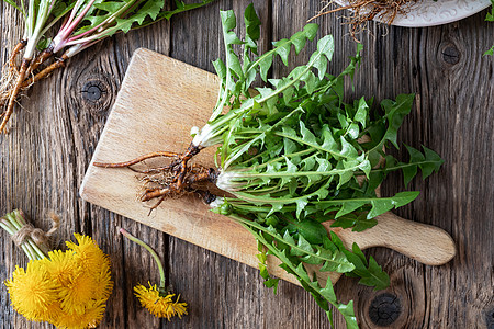 带有根部 顶视图的整层dandelion 植物食物排毒荒野疗法草本植物药物砧板自然杂草叶子图片