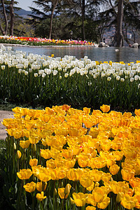 春天的黄色郁金香花园场地生长植物群叶子植物明信片公园旅行花店图片