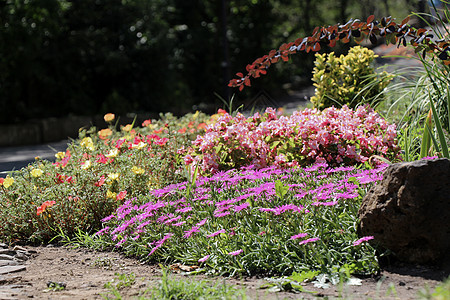 有各种各样的花的美丽的五颜六色的花园花朵园艺绿色植物群绿化场地草地公园叶子美化图片