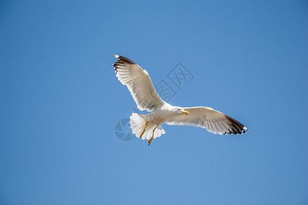 单海鸥在蓝蓝空中飞翔动物翅膀鸟类航班自由照片野生动物蓝色羽毛天空图片