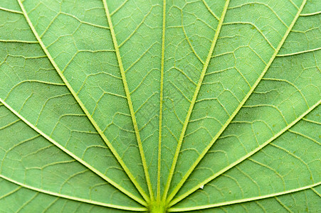 特写绿色枫叶背景的详细视图与抽象的虚荣纹理线形成自然图案 明亮的热带森林阳光照亮用作文本或图像背景设计的空间作品脆弱性保健对比度图片