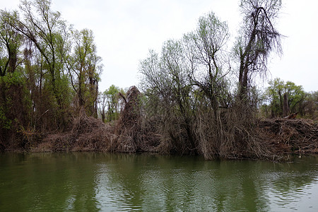 3月的春天穿过多瑙河2号岛图片