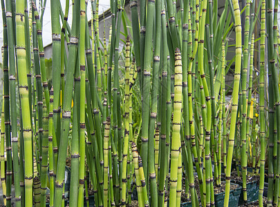 新鲜的绿色竹草生长热带文化环境园艺竹子叶子丛林植物群木头图片