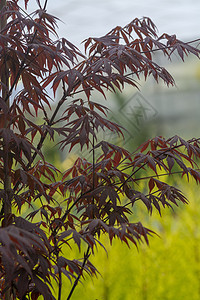 日式竹子树 日本优美品味叶子森林花园园艺竹子装饰木头生长热带风格图片