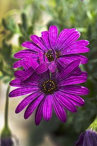两朵紫菊花图片