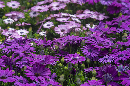 紫色菊花全框环境花瓣园艺树叶植物学美丽植物群花朵季节植物图片