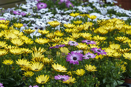 紫色和黄色的菊花美丽花园花朵植物雏菊植物群花瓣季节园艺植物学图片