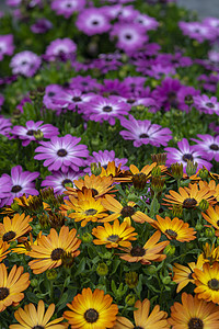 紫色和黄色的菊花园艺美丽植物群植物学植物花瓣季节树叶花园花朵图片
