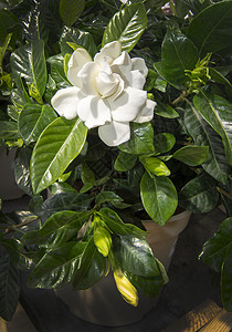 美丽的白花花花缝合园艺季节栀子花环境宏观叶子精制植物群树叶花园图片