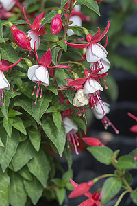 Fuchsia 红白鲜花花园紫色植物学宏观花朵植物美丽季节植物群树叶图片