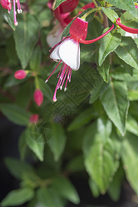 Fuchsia 红白鲜花环境树叶花朵生长植物学紫色植物群宏观花瓣紫红色图片