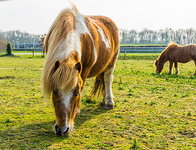 棕褐色的紧闭着白染黄的马匹 吃一些草 在牧场里放牧小马图片