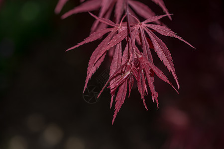 绿树叶作为背景叶子树叶彩叶橙子花园环境植物植物群干叶花瓣图片