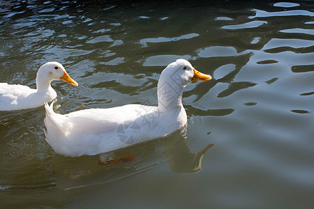 池塘中的白鸭白色鸭子翅膀农业游泳飞行羽毛野生动物农场荒野图片