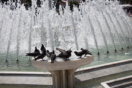 喷泉边的城市鸽子白色岩石鸟类野生动物动物灰色飞行照片翅膀荒野图片