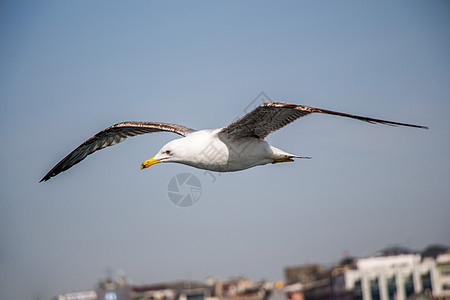 单海鸥在蓝蓝空中飞翔航班羽毛蓝色荒野自由鸟类飞行照片翅膀天空图片