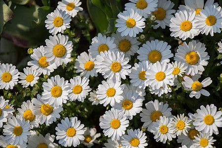 美丽的雏菊花作为背景花朵草地植物群雏菊白色场地黄色植物花园图片