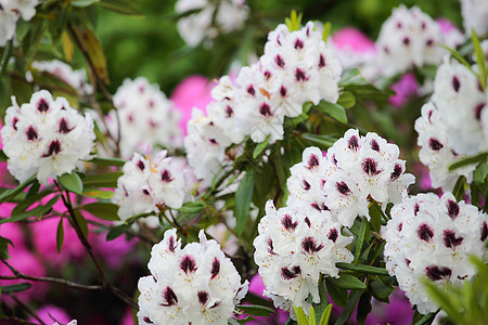 白花花花园粉色植物群公园园艺植物植物学图片