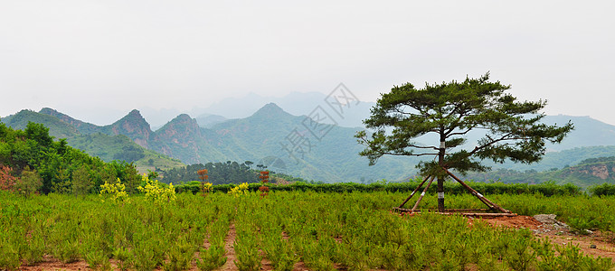 中国中国风景国家种植园绿色爬坡全景农村乡村图片