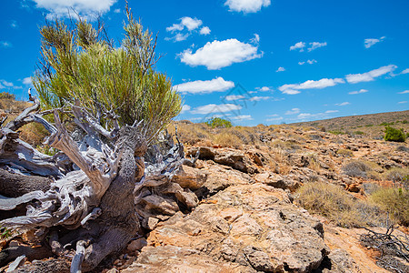 澳大利亚角山脉国家公园的旧树枝被扭曲图片