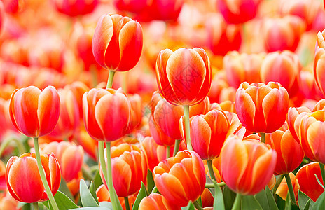 内特阿姆斯特丹郁金园中美丽的红色或橙色郁金香图片