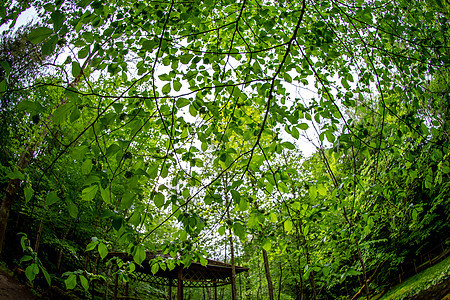 拉脱维亚森林公园绿树叶图片