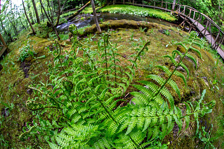 特写森林覆盖的苔中的幼苗荒野公园环境生长旅行植物蕨类小路溪流树木图片