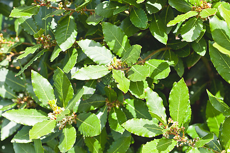 叶子的萝莱尔树背景宏观树叶芳香花圈食物植物草本植物草本香料树木图片