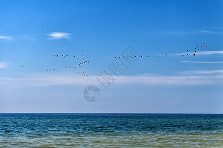 一群鸭子飞过海面 在晴朗明媚的天空中团体藤壶海滩海洋蓝色翅膀鸟类荒野海鸥海岸图片