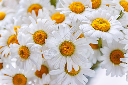 黄色中心的白色雏菊背景季节花园宏观野花洋甘菊玻璃花瓣桌子花朵植物图片