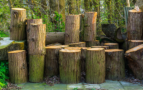 林木树干 天然本底 木柴的累积图片