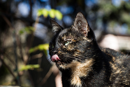 另一幅流浪街头猫的肖像眼睛毛皮哺乳动物小猫动物街道宠物图片