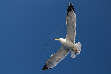 单海鸥在蓝蓝空中飞翔动物荒野自由翅膀鸟类野生动物航班蓝色羽毛飞行图片