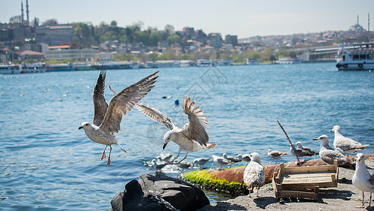 海鸥在海滨上被发现的飞行羽毛支撑自由动物荒野天空蓝色翅膀野生动物图片