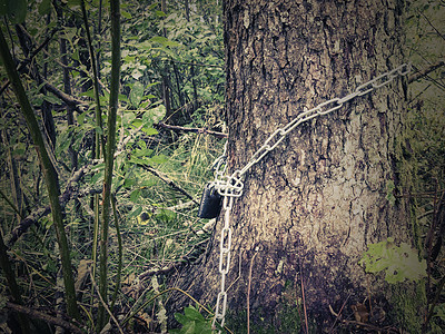 链条缠绕在树干上 用挂锁锁住 — 保护森林和自然的概念 照片 图像图片
