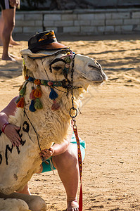 戴帽子的屈膝动物的头头金属链头发哺乳动物毯子眼睛骆驼文化天空棕色耳朵图片