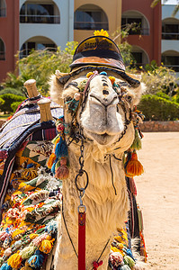 戴帽子的屈膝动物的头头毛皮骆驼眼睛哺乳动物单峰毯子棕榈金属棕色金属链图片