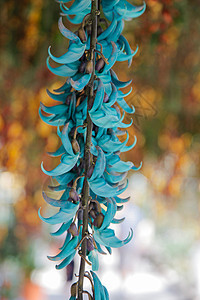 强力圆形大型生物 俗称玉藤植物学藤蔓植物群高地宏观蓝绿色花园热带雨林花瓣图片